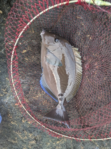 サンノジの釣果