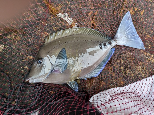 サンノジの釣果