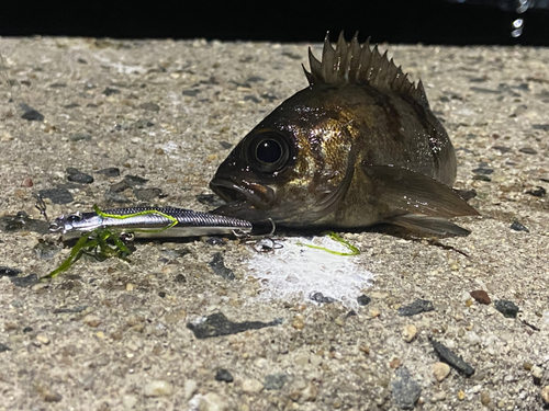 メバルの釣果