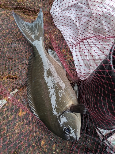 グレの釣果