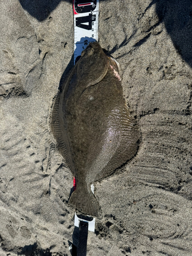 イシガレイの釣果