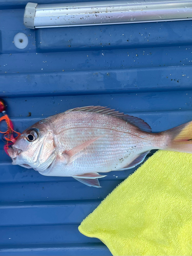 マダイの釣果