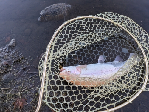 アルビノニジマスの釣果