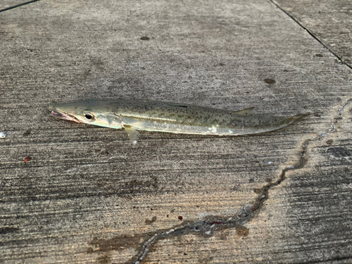 カマスの釣果