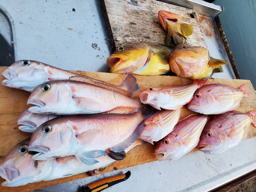 アオハタの釣果