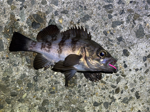 メバルの釣果