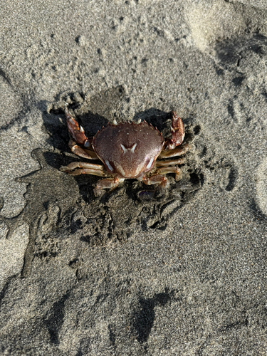 ヒラツメガニの釣果