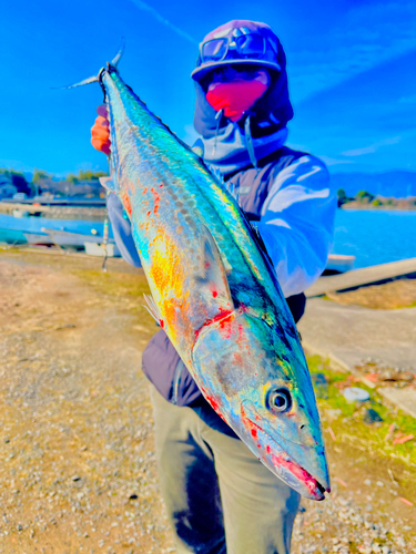 サワラの釣果