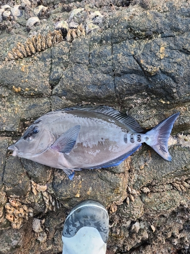 サンノジの釣果