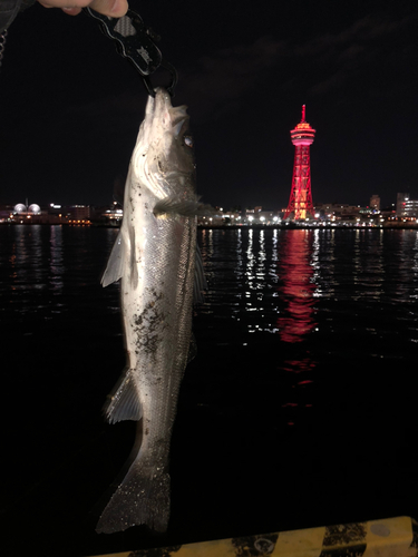 ウナギの釣果