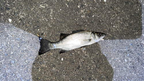 セイゴ（マルスズキ）の釣果