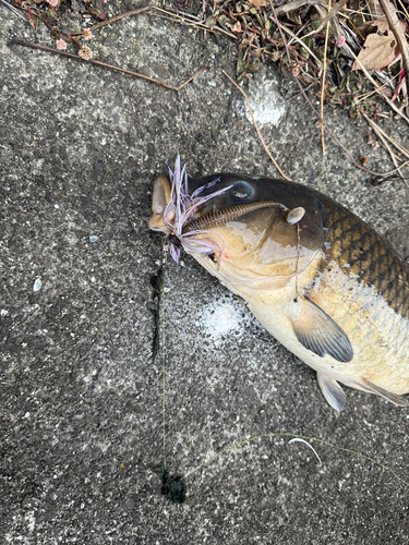 コイの釣果