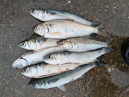 コノシロの釣果