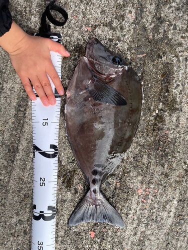 サンノジの釣果