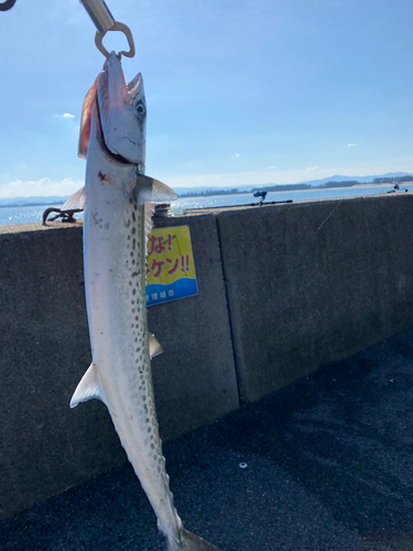 サゴシの釣果