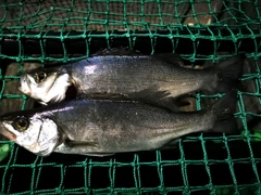 セイゴ（マルスズキ）の釣果