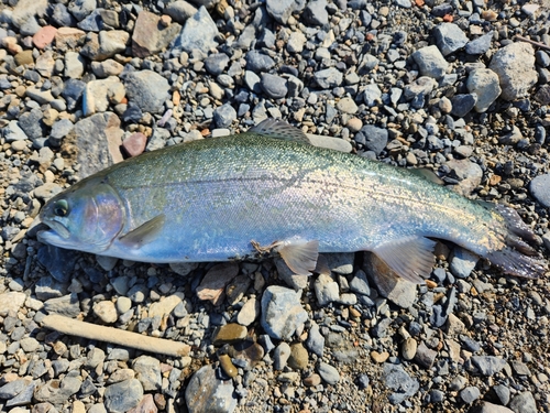 ニジマスの釣果