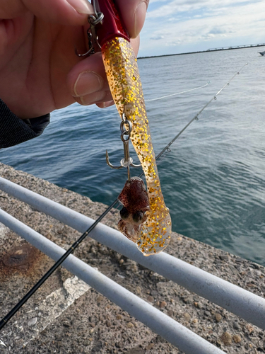 イカの釣果