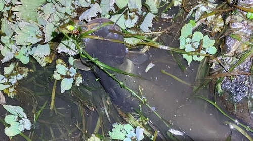 ナマズの釣果