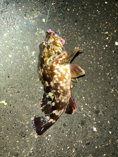 カサゴの釣果