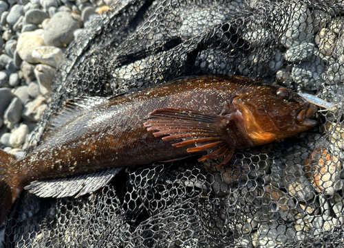 アイナメの釣果