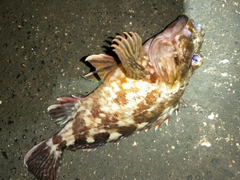 カサゴの釣果