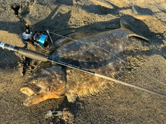 ヒラメの釣果