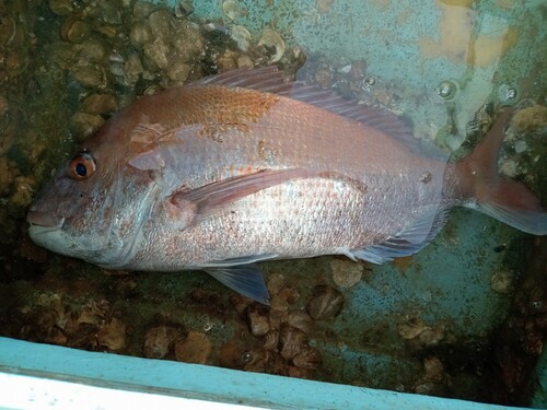 マダイの釣果