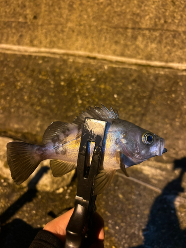 メバルの釣果