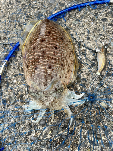 コウイカの釣果