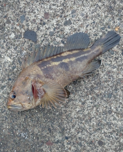 シマソイの釣果