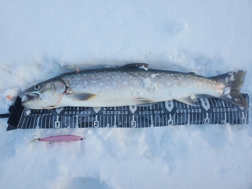 アメマスの釣果