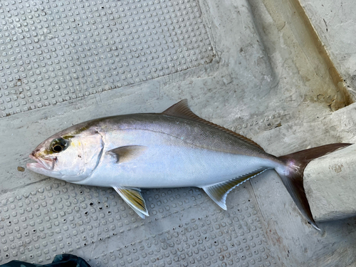 ネリゴの釣果