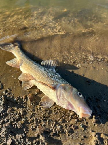 ニゴイの釣果