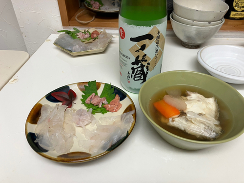 ヒラメの釣果