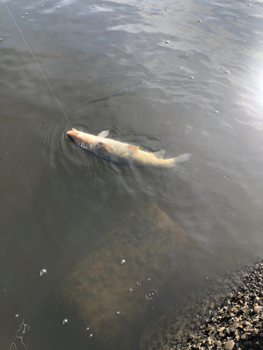 ニゴイの釣果