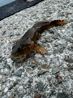 アナハゼの釣果