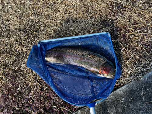 ヤシオマスの釣果