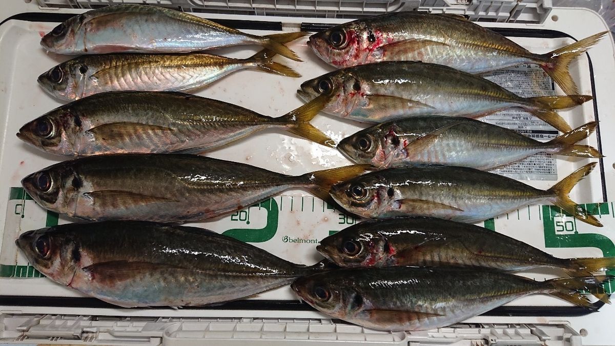 ヤエンマスターさんの釣果 1枚目の画像