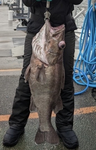 アラの釣果