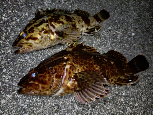 タケノコメバルの釣果