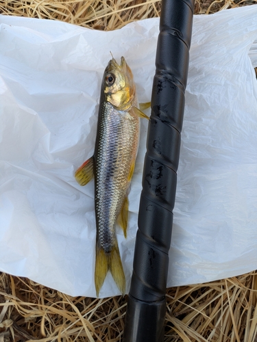 カワムツの釣果