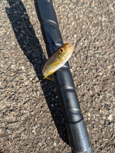 カワムツの釣果