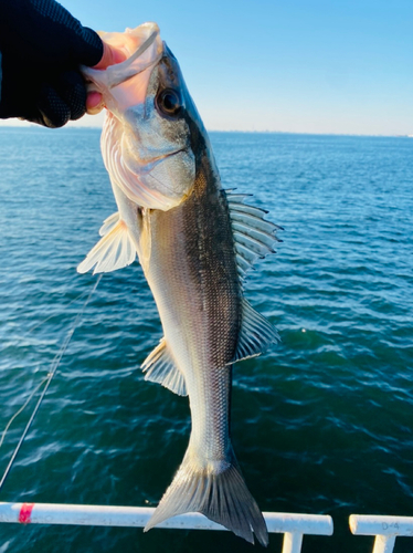 フッコ（マルスズキ）の釣果