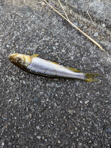 カワムツの釣果