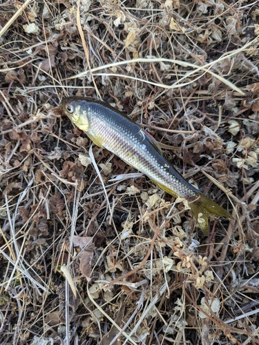 カワムツの釣果