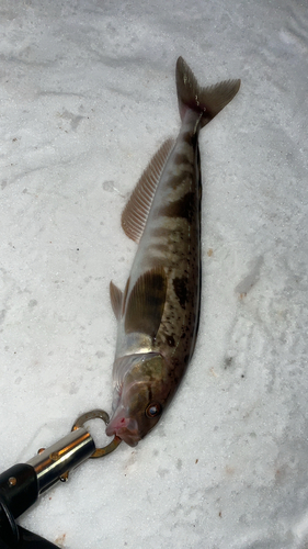 ホッケの釣果