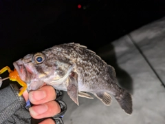 クロソイの釣果