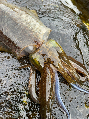 アオリイカの釣果