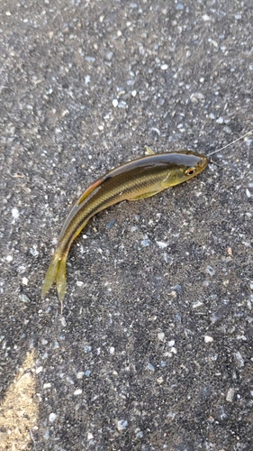 カワムツの釣果